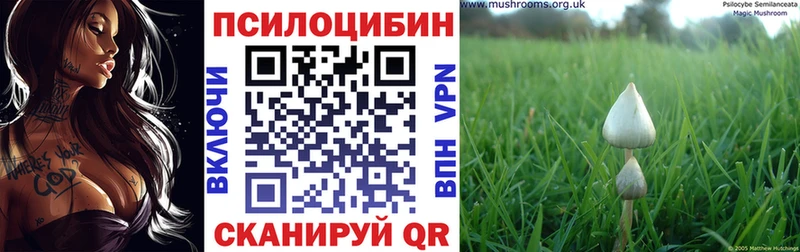 Псилоцибиновые грибы прущие грибы  где купить   Сальск 
